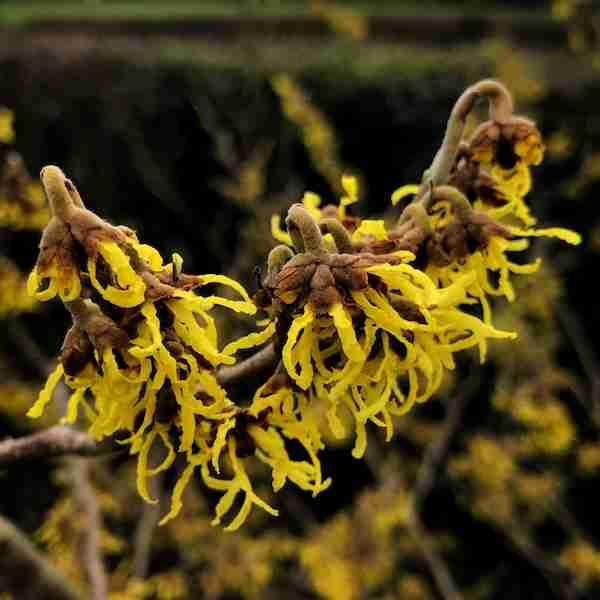 Embracing Winter Beauty: The Best Flowers that Flower in Winter 10 Yellow witch hazel tree ideal for What is of interest in the flower garden in January