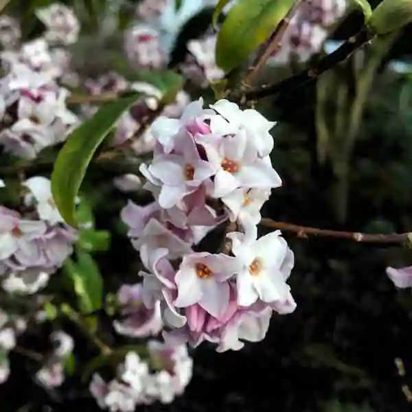 Embracing Winter Beauty: The Best Flowers that Flower in Winter 8 daphne tree