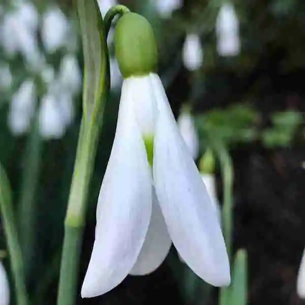 Embracing Winter Beauty: The Best Flowers that Flower in Winter 6 snow drop