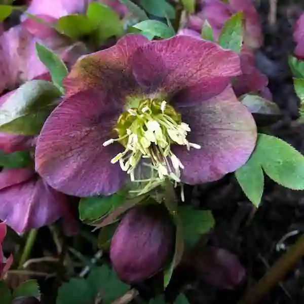 Bring Floral Interest Into Your Home in January4 s