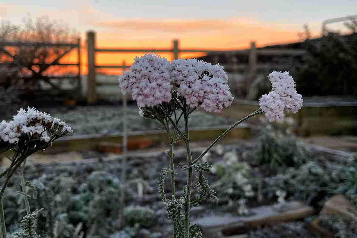a frozen pink achillea stem in a winter sunrise