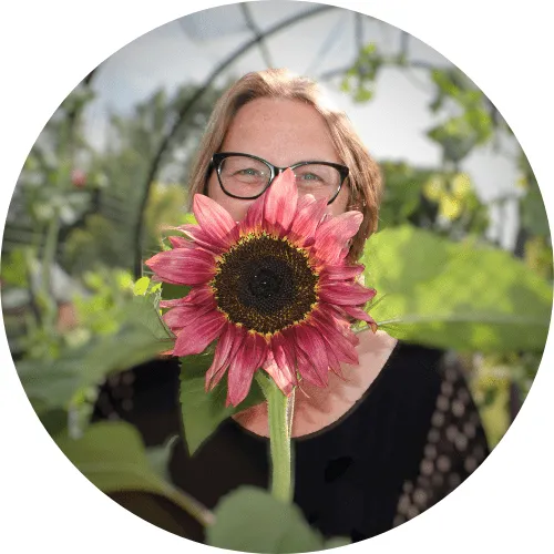 nicola hodgson flower gardening with a red sunflower in front of her face