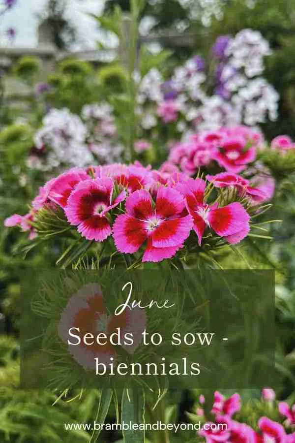 Top Flower Seeds to Plant in June Biennials Bramble and Beyond