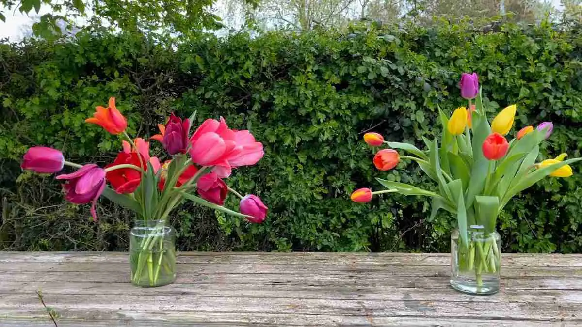 Tulips: Which Are Better - Shop Bought or Home Grown? 2 two vases of tulips one shop bought and one home grown