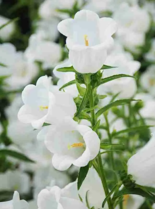 Top Flower Seeds to Plant in June: Biennials 8 Campanula plant
