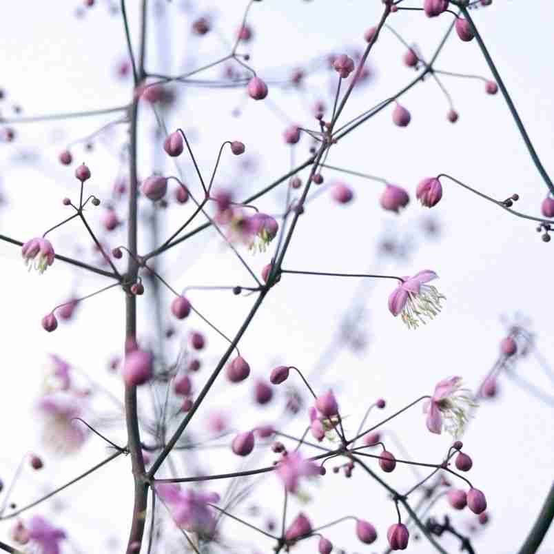How to Grow Thalictrum dipterocarpum (Chinese Meadow Rue) 4 Chinese Meadow Rue (Thalictrum dipterocarpum)- Mauve
