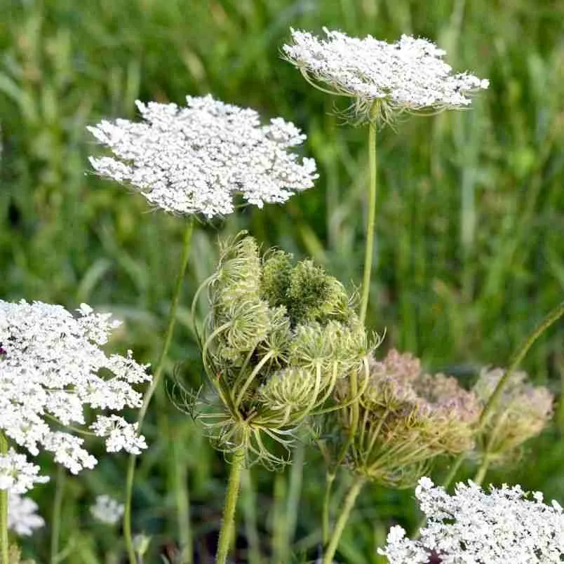 How To Grow Daucus Carota 4 Daucus carota - Dara