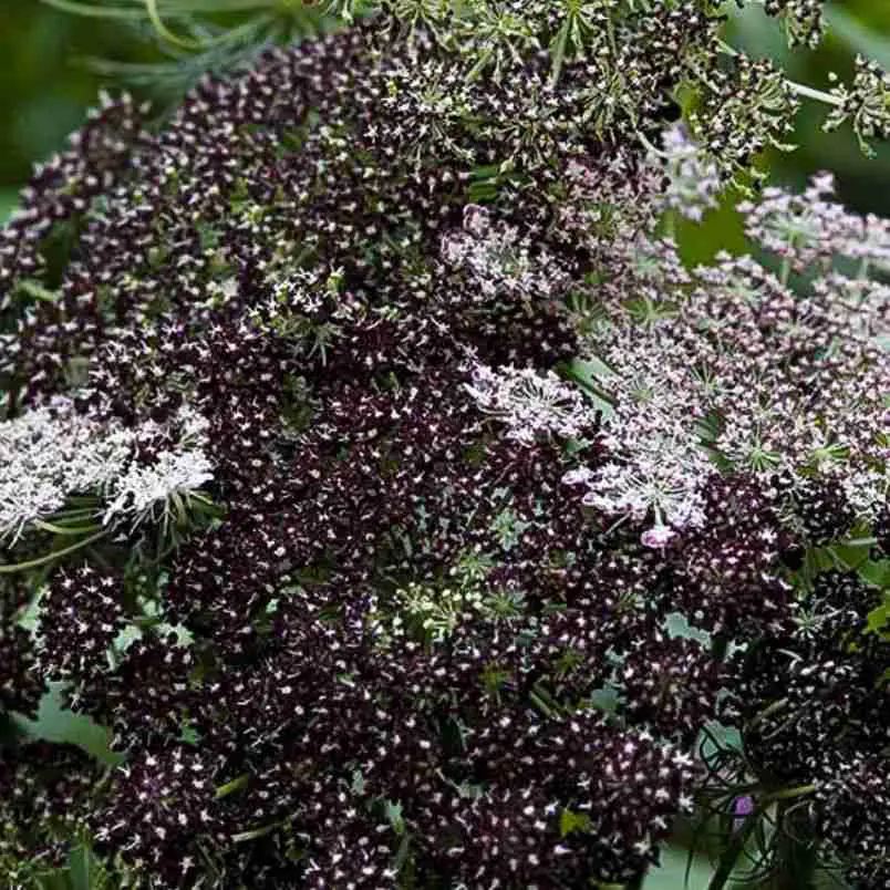 How To Grow Daucus Carota 2 Daucus carota - Dara