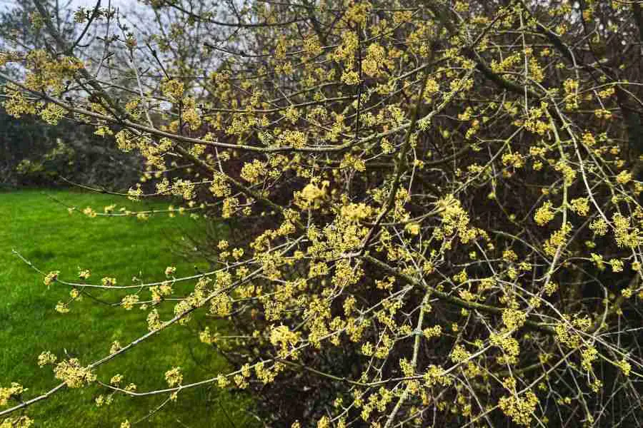 Embracing the February Flower Season: Moments of Joy in Your Winter Garden 8 cornus mas cornelian cherry, Embrace February Flower Season