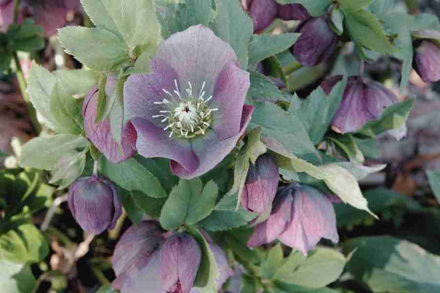 Embracing the February Flower Season: Moments of Joy in Your Winter Garden 6 Purple Hellebore Embrace February Flower Season