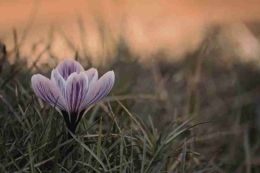 Embracing the February Flower Season: Moments of Joy in Your Winter Garden 4 Purple crocus Embrace February Flower Season
