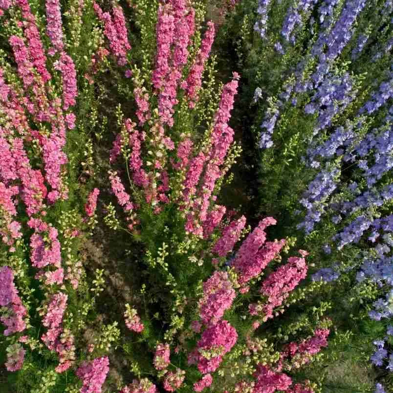 From Seed to Spectacle: Mastering the Art of Growing Larkspur 5 Larkspur - garden mix
