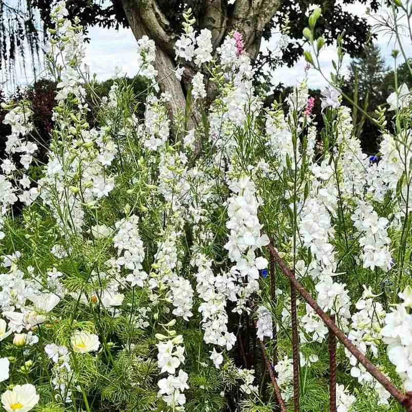 From Seed to Spectacle: Mastering the Art of Growing Larkspur 4 white larkspur