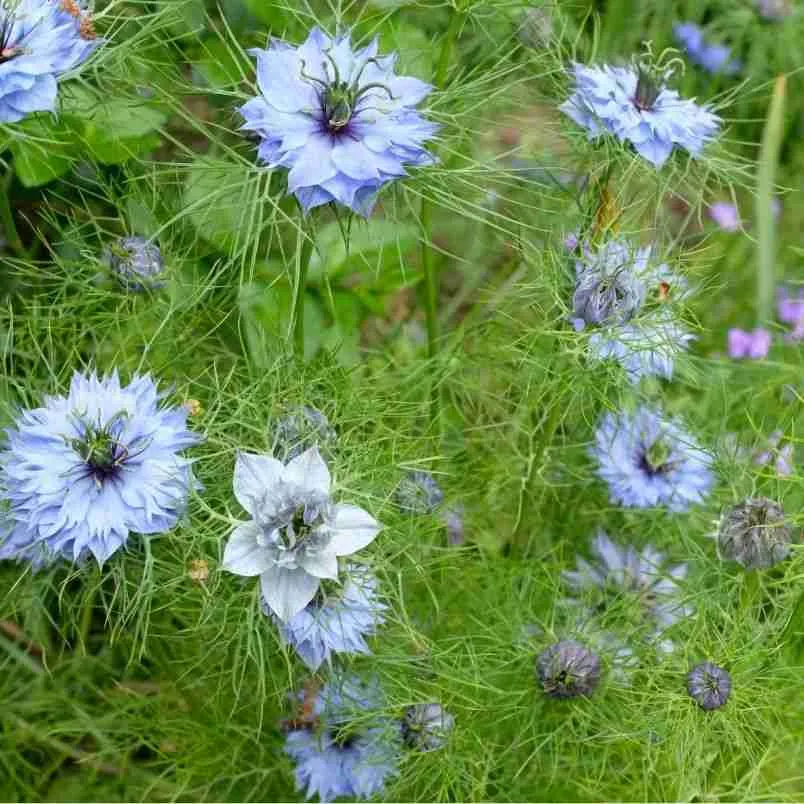 Love in a mist Nigella Persian Jewels Mix 2