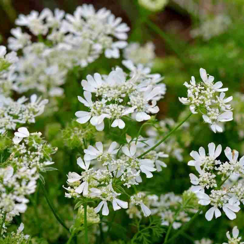 How to grow Orlaya Grandiflora 2 Orlaya Grandiflora