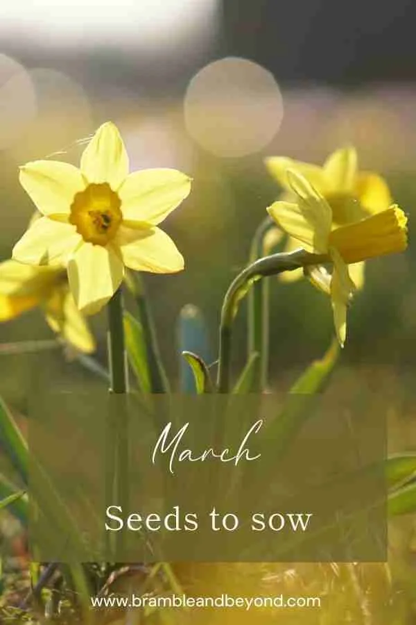 The Top 10 Best Flower Seeds to Sow in March Bramble and Beyond