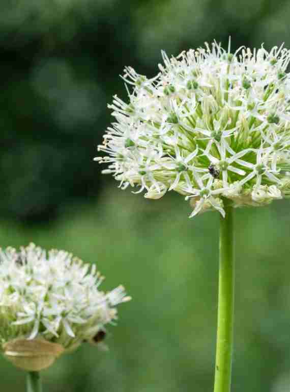 What to Plant in Autumn for a Thriving Flower Garden 4 white allium flower head