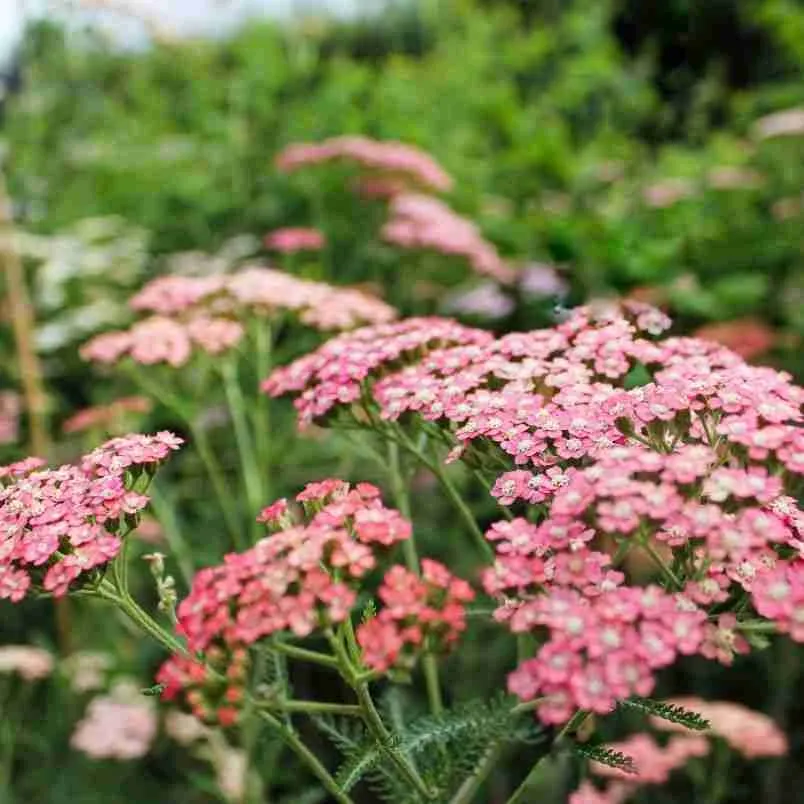 How To Grow Achillea Millefolium (Yarrow) 2 Yarrow (Achillea millefolium) - Colorado
