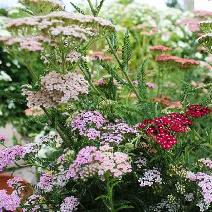 How To Grow Achillea Millefolium (Yarrow) 4 Yarrow (Achillea millefolium) - Colorado