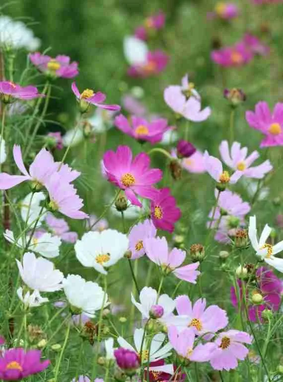 Discover 5 Spectacular Autumn Flowering Flowers for Your Garden 12 cosmos flowers in a field