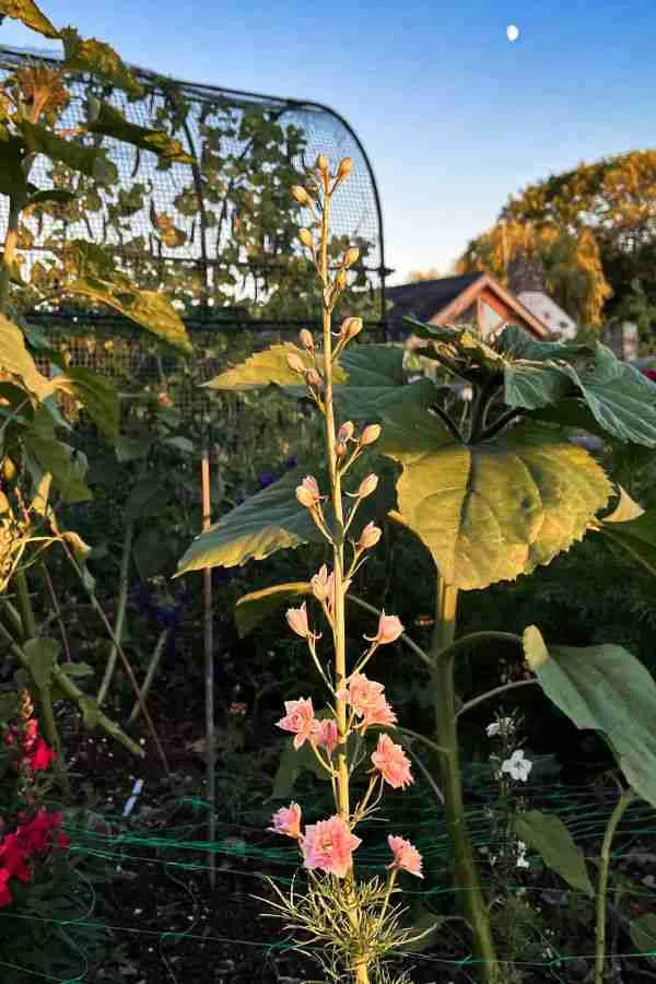 From Seed to Spectacle: Mastering the Art of Growing Larkspur 3 how to grow larkspur