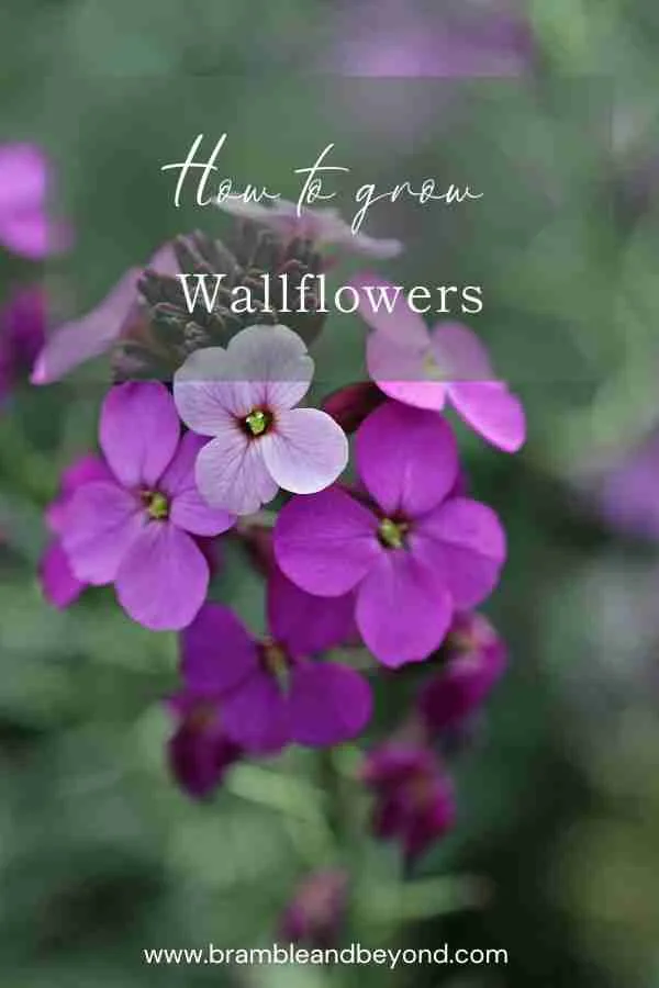 How To Grow Wallflowers (Erysimum Cheiri) Bramble and Beyond