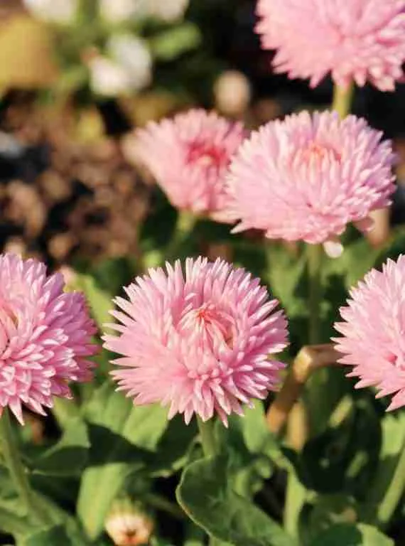 Discover 5 Spectacular Autumn Flowering Flowers for Your Garden 8 pink china aster
