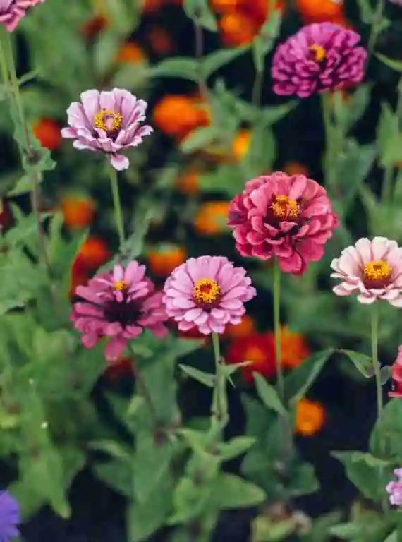 Discover 5 Spectacular Autumn Flowering Flowers for Your Garden 6 zinnia