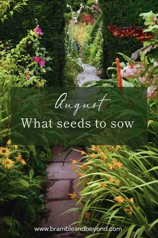 Top Flower Seeds to Plant in June Biennials Bramble and Beyond