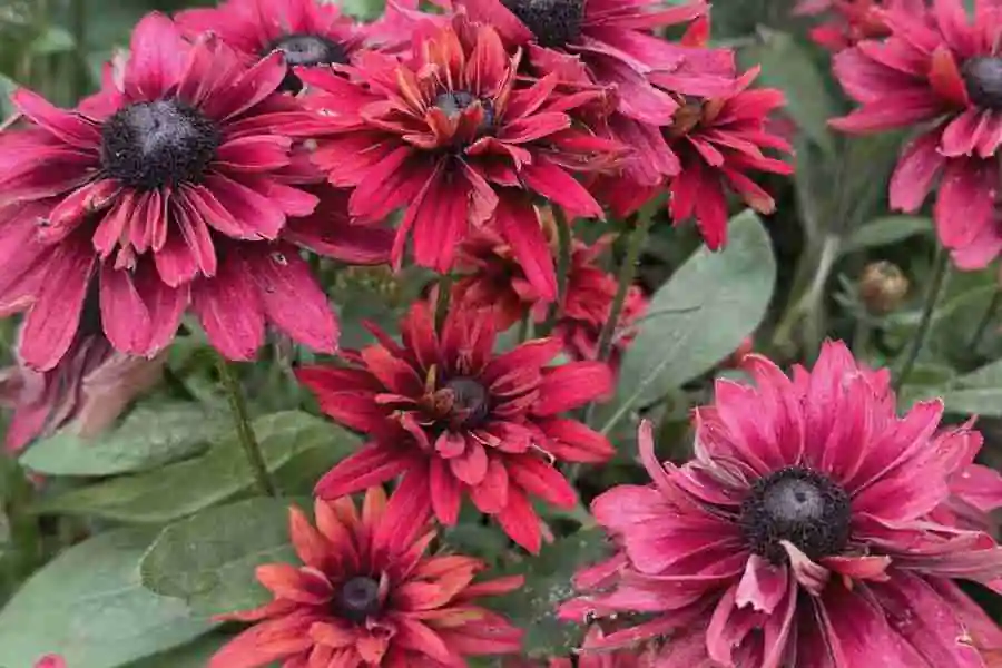 Discover 5 Spectacular Autumn Flowering Flowers for Your Garden 10 Rudbeckia