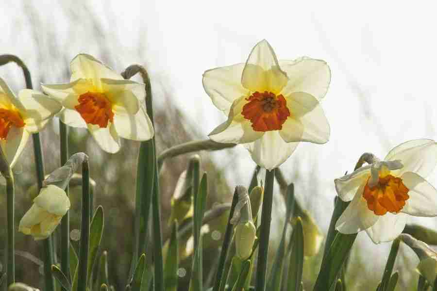 What to Plant in Autumn for a Thriving Flower Garden 2 Picture of pale cream narcissi with orange trumpets. What to Plant in Autumn