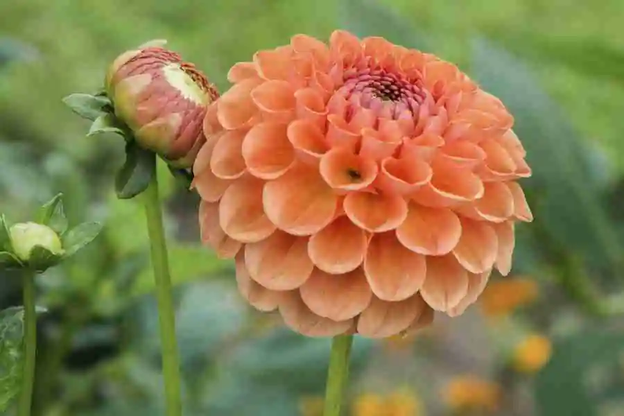 Discover 5 Spectacular Autumn Flowering Flowers for Your Garden 4 dahlia