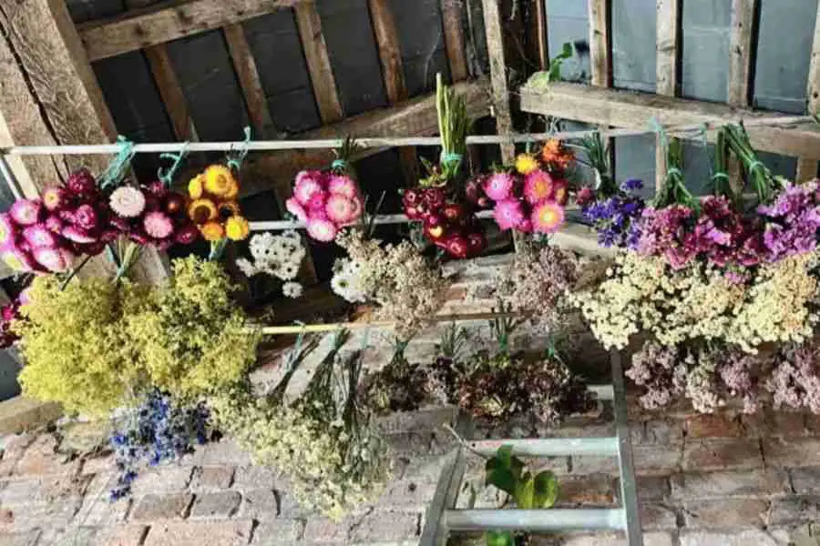 hanging dried flowers - September gardening jobs
