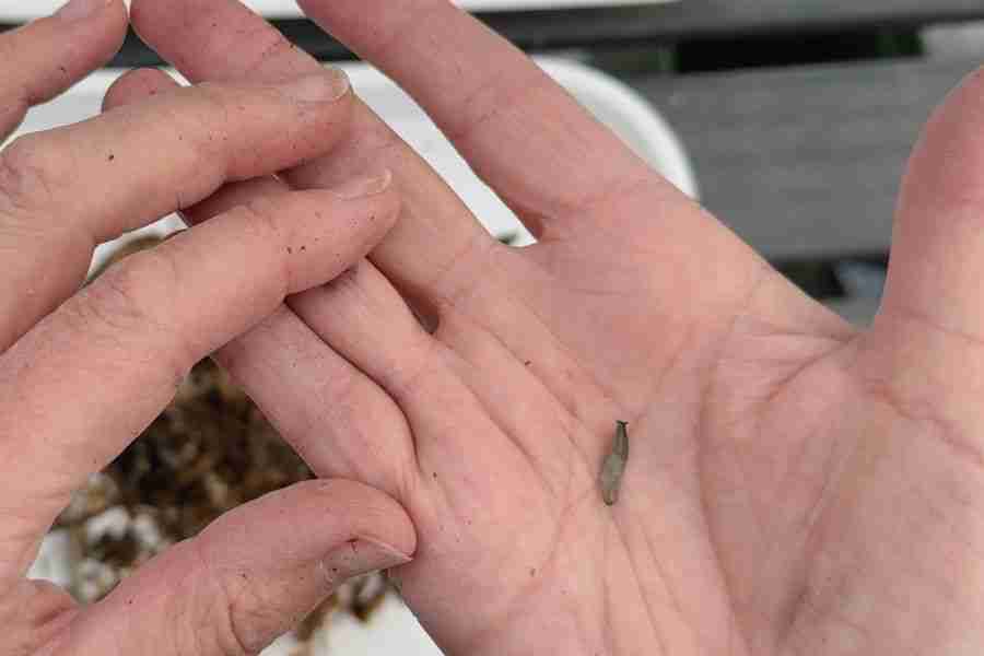 Easy Steps to Dahlia Propagation for Cut Flower Production 6 dahlia propagation - dahlia seed