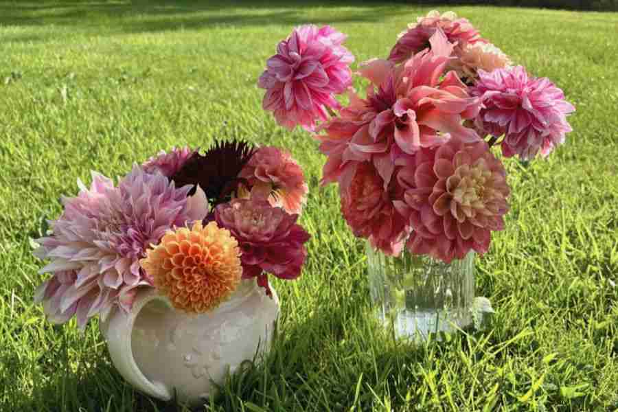 Easy Steps to Dahlia Propagation for Cut Flower Production 2 dahlia varieties in jug and jam jar
