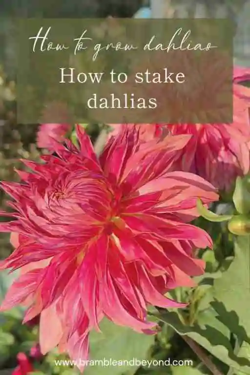 Your Dahlia Planting Guide: When to Plant Dahlias for Best Results ...