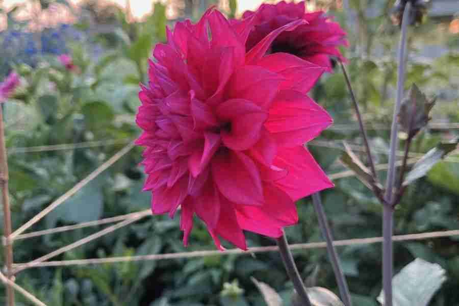 The Best Methods for Homemade Dahlia Supports: How to Stake Your ...