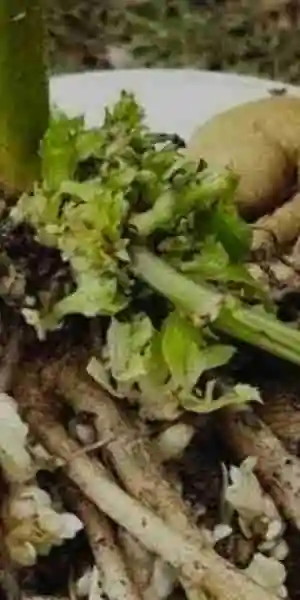 dahlia disease - leafy gall