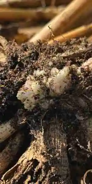 dahlia disease - leafy gall