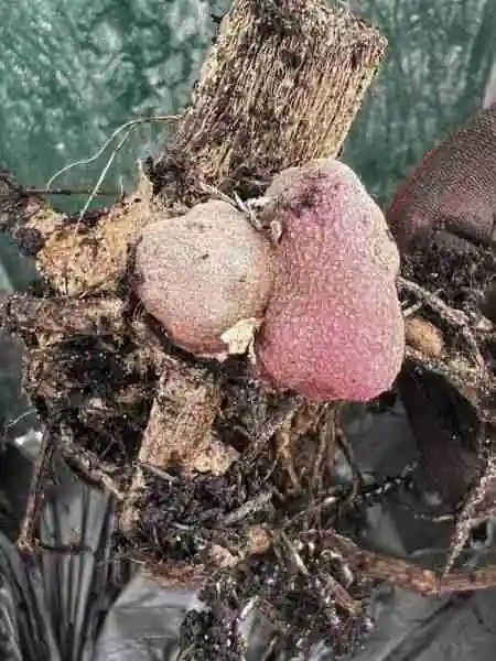 Dahlia virus - crown gall