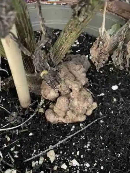 Dahlia virus - crown gall