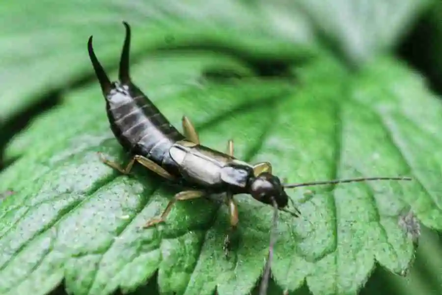 Dahlia pests -earwigs