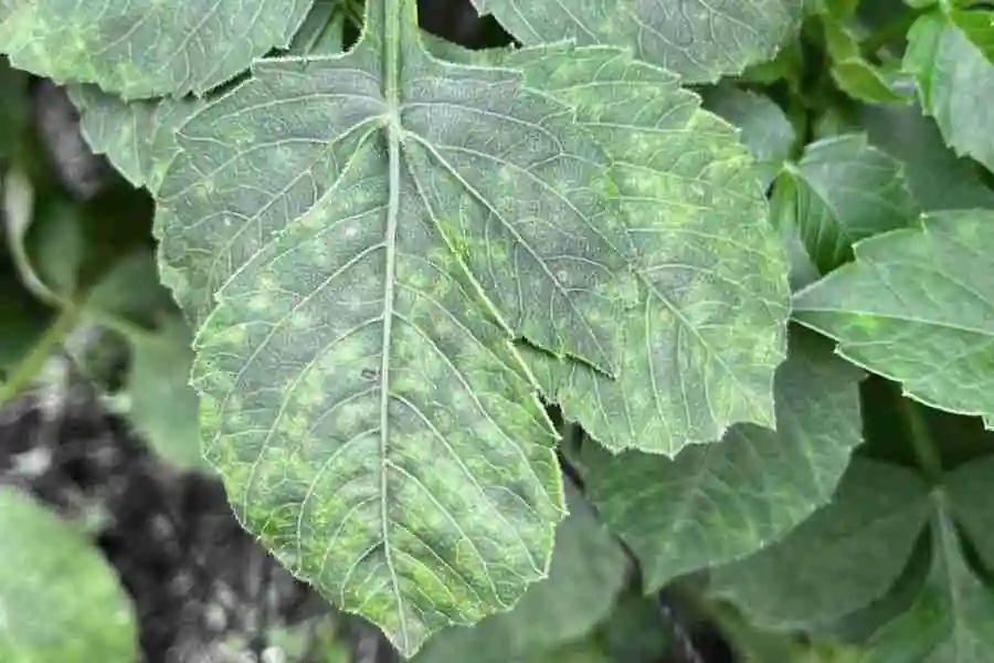 dahlia pests and diseases - mosaic virus