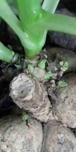 Multiple shoots of a healthy dahlia tuber with no leafy gall