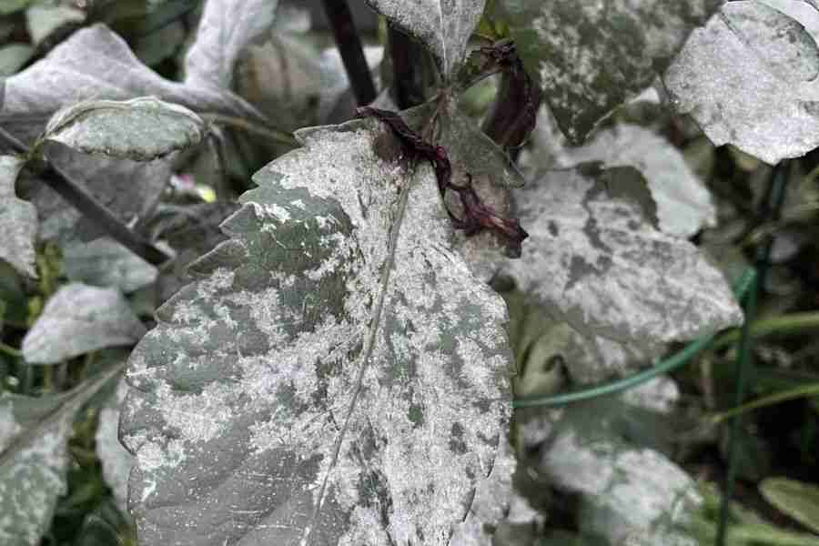 dahlia pests and diseases - powdery mildew