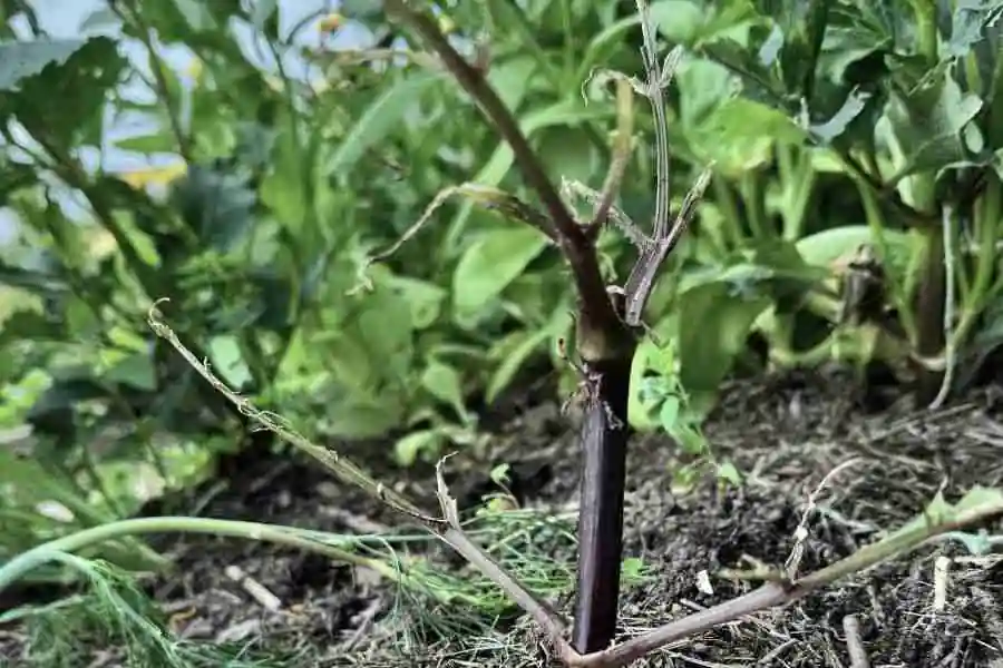 Dahlia pests -slugs and snails