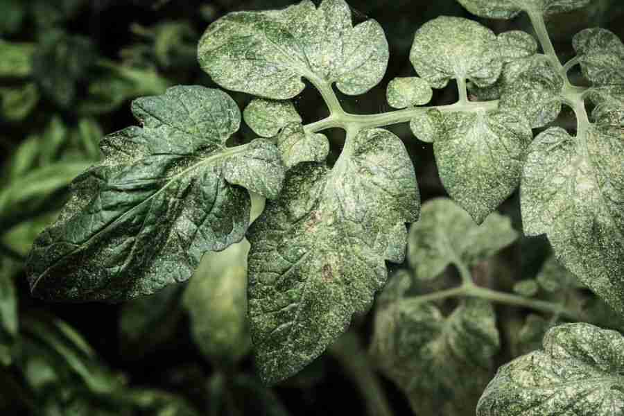 dahlia pests and diseases - spider mites