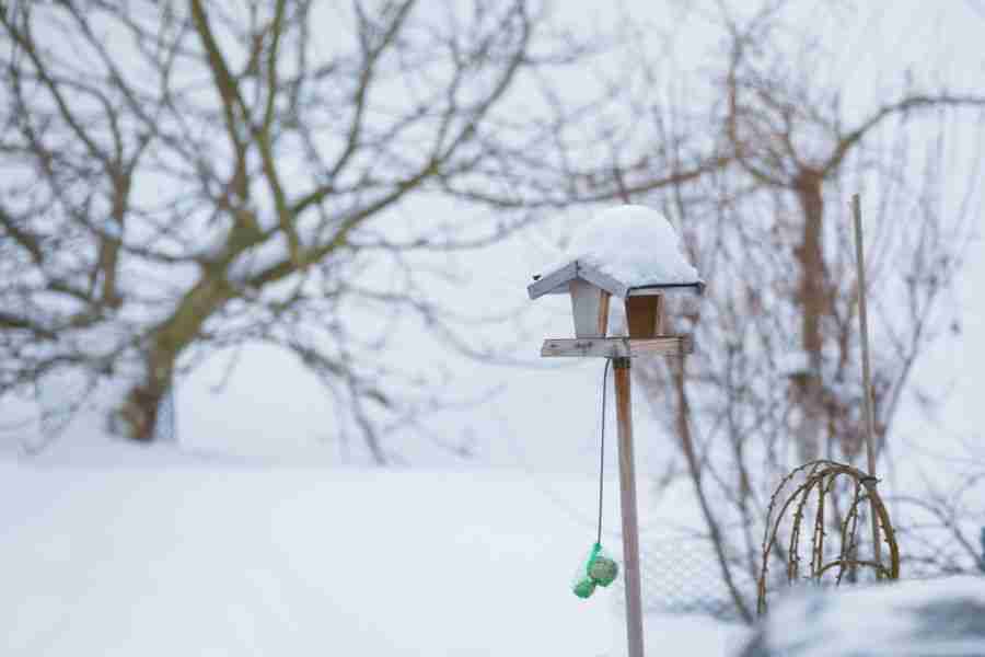 Creating a Special Winter Haven For Wildlife in Your Garden 4 winter bird feeder