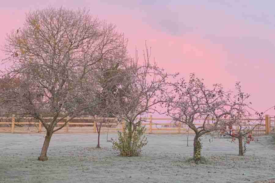 Sustainable Winter Garden Care: Keep Plants Thriving 8 winter garden care - frosty morning