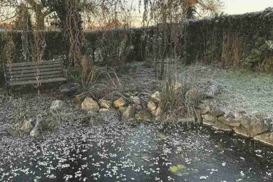 Sustainable Winter Garden Care: Keep Plants Thriving 2 winter garden care - frozen pond